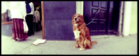 there are all kinds of partnership arrangements a dog tied up outside a queue