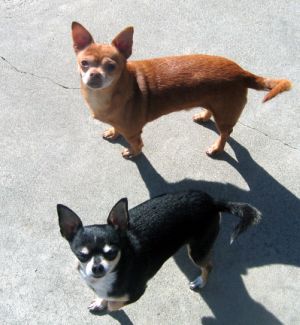 dogs know, too chihuahuas