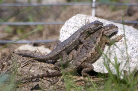 that was a nice day, pal, thanks... lizard hugging another lizard