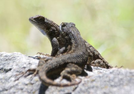 hanging out is fun for any species two lizards together