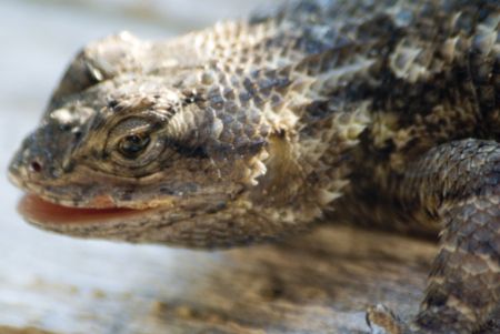 having been around for awhile, he's got a different point of view the same lizard two years later