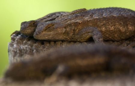 and then there's the siesta, very important in a civilized community two lizards napping together