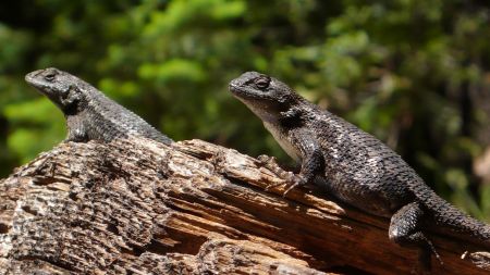 refreshed and ready for whatever the evening may hold two watchful lizards