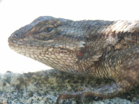 young, enthusiastic, and ready to take on the world the head of a young lizard
