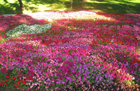 if it's take it or leave it, we say take it... a field of flowers