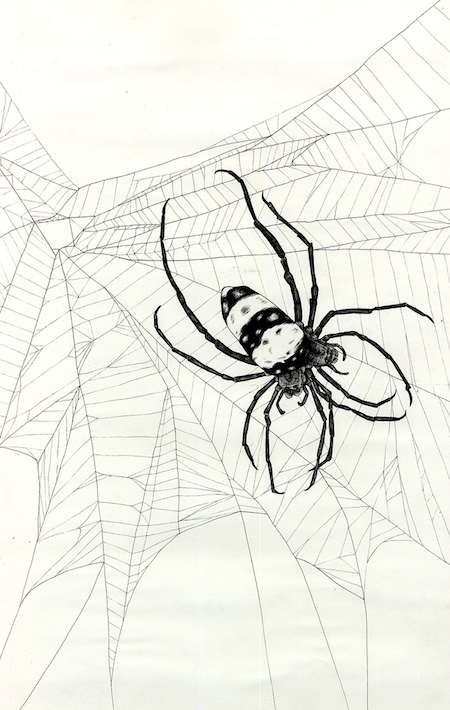 a two headed spider in a web