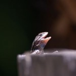 a lizard singing
