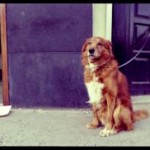 a dog tied up outside a queue