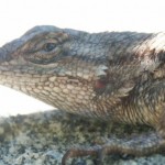 the head of a young lizard