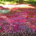 a field of flowers